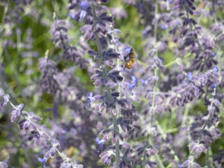 lavender and bees